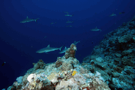 IMG_4241.gif
