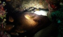 One bloody big moray at the housereef getting cleaned.. trust me guys, it is big...jpg