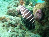 Zebra moray from the house reef..JPG