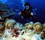 00TCU-Lionfish with Video Diver2-SM.jpg