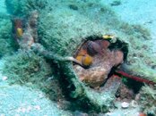 Blue Heron Bridge Mating Common Octopus.jpg