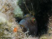 Blue Heron Bridge Seaweed Blenny.jpg