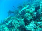 belize parrot fish.jpg