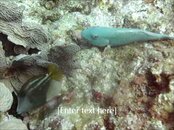 filefish.jpg