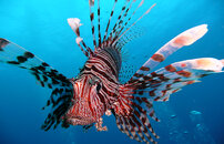 Lionfish-21.jpg