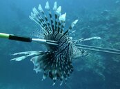 Lionfish-speared.jpg