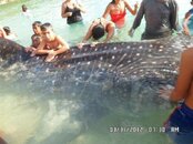 whale_shark_riders_2.jpg