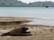 Komodo.jpg