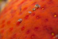 Lady bug.jpg