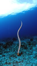 snake.jpg