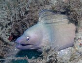 Blue Heron Bridge Moray.jpg