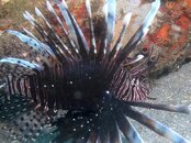 Blue Heron Bridge Lionfish.jpg