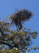 osprey nest.jpg