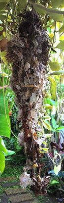 bird_nest.jpg