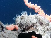 Blue Heron Bridge 200th bridge dive Scorpionfish.jpg