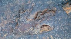 Theropod footprint.jpg