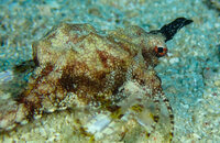 SEA MOTH CLOSE UP.jpg