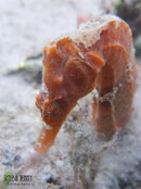 1343 02 red seahorse.jpg