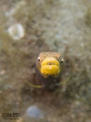 1343 03 pike blenny.jpg