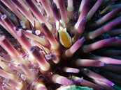 1343 05 urchin shrimp.jpg