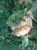 1344 05 balloonfish.jpg