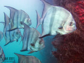 1344 08 spadefish.jpg