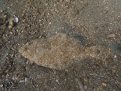 1344 09 flounder.jpg