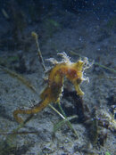 1343 08 seahorse.jpg