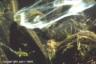 Mussels spawning.jpg