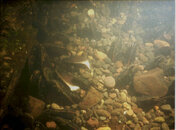 Mussels in gravel.jpg