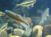 Redside shiner closeup1.jpg