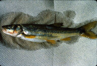 Umpqua Northern Pike Minnow1.jpg