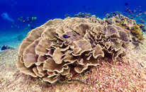 IMG_2473.jpeg