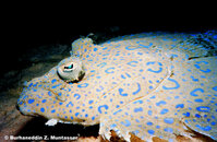 Flounder Peacock 3 T3 Macro Curacao August 1999.jpg