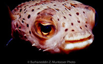 Puffer Balloonfsh 4 Curacao August 1999.jpg