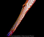 Trumpetfish Red Brown 1 Curacao August 1999.jpg