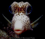 Trunkfish Honeycomb 1 Curacao August 1999.jpg