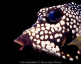 Trunkfish Smooth 2 Curacao August 1999.jpg