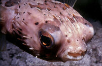 Puffer Balloonfsh 1 Curacao December 1998.jpg