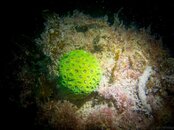 Brain Coral 1.jpg