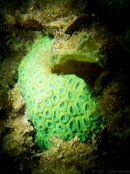 Brain Coral 2.jpg