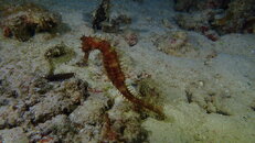 SEA HORSE WRECK 2 .JPG