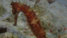 SEA HORSE WRECK SHELF.JPG