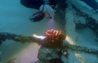D530V diving video light.jpg