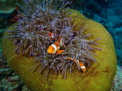 CLOWNFISH HOME.jpg