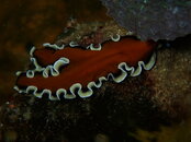 FLATWORM DARK.jpg