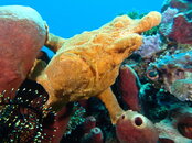 FROG FISH BOHOL 1.jpg