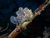 FROG FISH WRECK 1.jpg