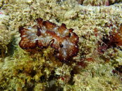 NUDI BROWN.jpg