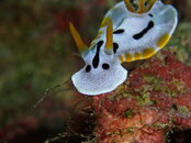 NUDI WHITE.jpg